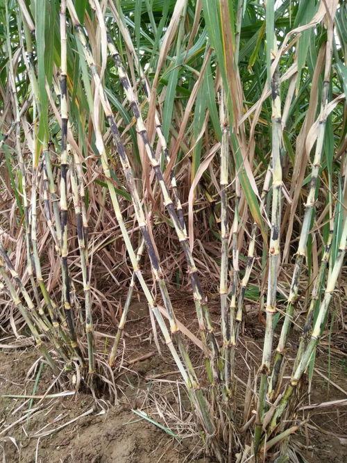 大香蔗国产免费视频,揭秘国产影视新潮流