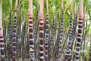 大香蔗国产免费视频,揭秘国产影视新潮流