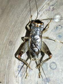 国产游戏抓蟋蟀视频大全,趣味盎然的传统玩法新体验