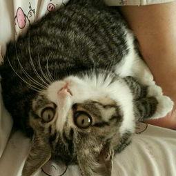 国产野猫视频在线观看,探寻神秘野性之美